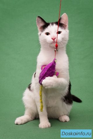 Котенок Марфуша в поисках дома