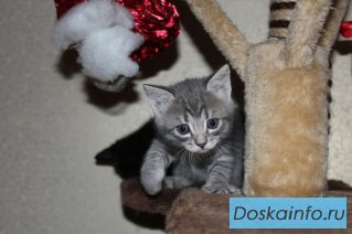 Эксклюзивные котята в дар!