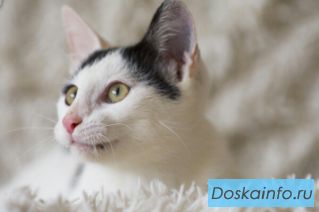 Котенок Марс в поиске дома  
