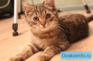 Срочно ищу дом для брошенной хозяевами кошки. 