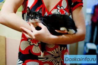 Котенок Катрин в добрые руки