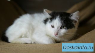 Котята Рафаэль и Рафаэлла в добрые руки