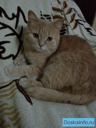 Срочно отдадим котеек, сданы на усыпление.