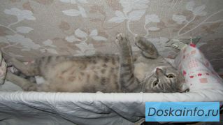 Красавица Люси ищет новый дом. Отдам кошку