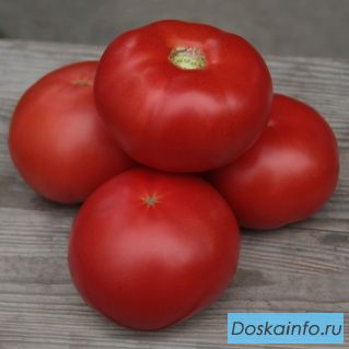 Семена розового томата КИБО F1 фирмы Китано
