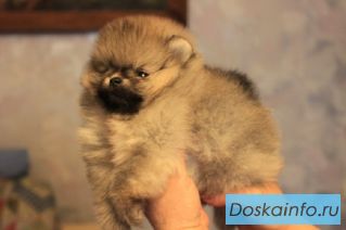 Миниатюрные щенки померанского шпица 