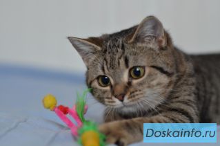 Малышка Плюшка ищет хозяев