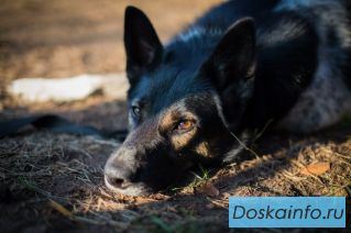 Крошка Доминошка ищет хозяев. Отдам собаку