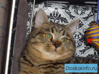 Мордастый полосатик ищет хозяев. Отдам котенка