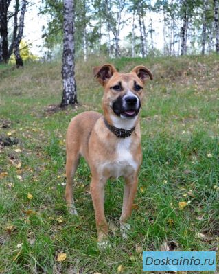 Рыжий красавчик в добрые и ответственные руки в дар