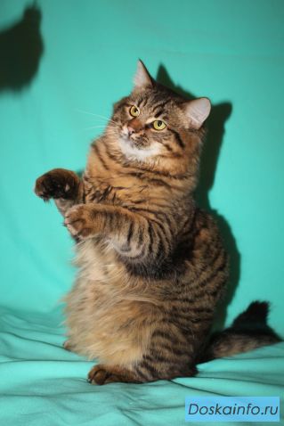 Котенок Бархат Амурский ждет хозяев