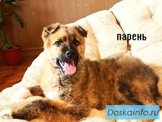 ТИГРОВЫЕ ЩЕНКИ