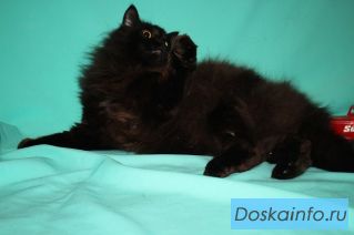 Огрооомный кот Диамант в добрые руки