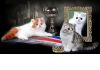 Выставка продажа котят 16-17 января