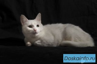 Белоснежная миниатюрная кошечка в добрые руки