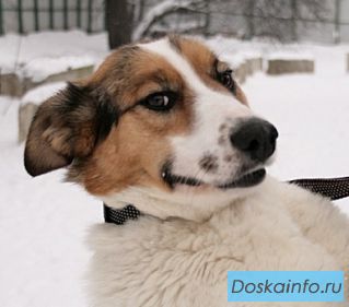 Кокетливая красотка Кити в дар