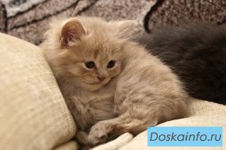 Невероятные маленькие котята в дар