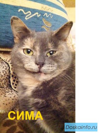 Сима. Молодая кошка ищет дом.