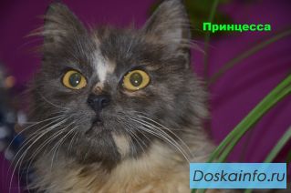 Кошка по имени Принцесса ищет дом.