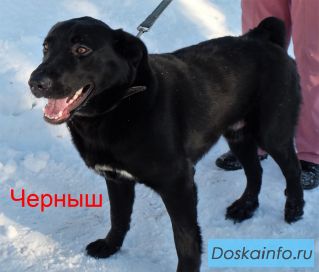 Черныш ищет дом.