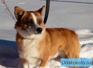 Коротколапик Рыжик.