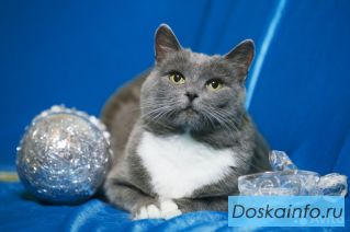 Голубая кошка Мэри ищет хозяев