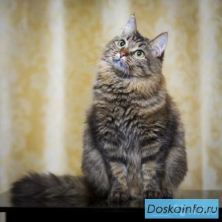 Фенотипичная Сибирячка в поисках дома