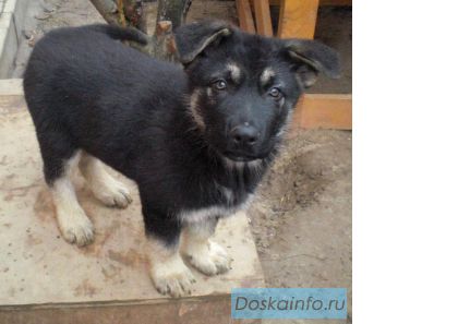 Продаются щенки восточно-европейской овчарки