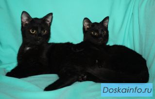 Черные котята в добрые руки