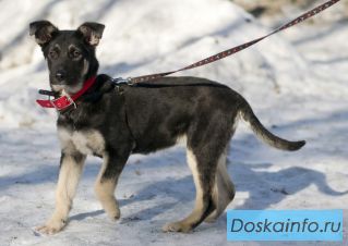 Щенок Лада ищет хозяев