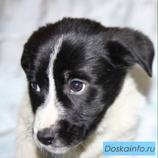 Смешные щенки в поисках дома