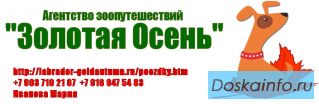  Поездки на выставки собак