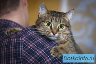 Ласковая кошка Ксюша ищет хозяев.