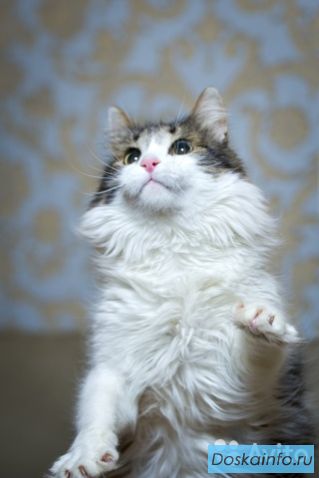Роскошный кот Адам в поисках дома