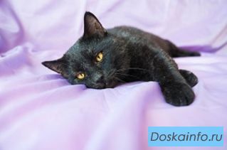 Самурай-очень ласковый котик
