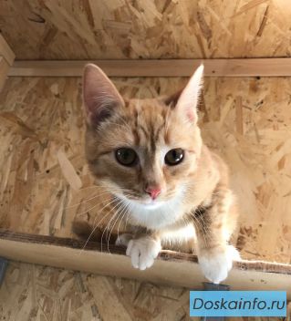 Акция! Два котика в одни руки!