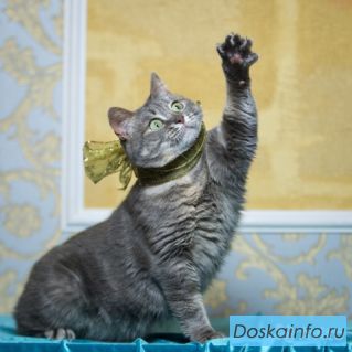 Мечтательная кошка Аниса ищет дом