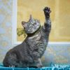 Уменьшенная картинка