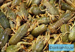 Живые раки. 