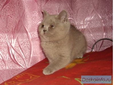 Британские котята плюшечки