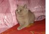 Британские котята плюшечки