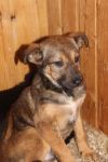 Ищет хозяев очаровательный щенок Тотошка