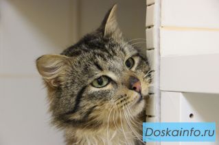 Необыкновенный кот Мурчик в поисках дома