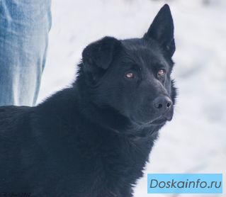 Немецкая овчарка Берта 5.5 лет ищет дом