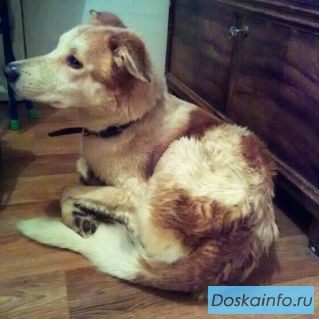 Молодой добрый пёс