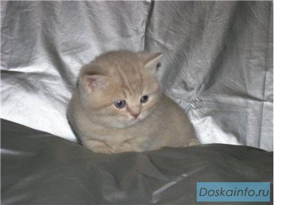 Британские котята-продам