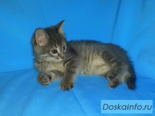 Маленький дымчатый котенок в дар