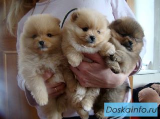 Померанский щпиц энергичные, веселые, звонкие