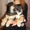 Уменьшенная картинка