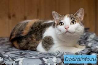 Интересная кошка Муся в поисках любящей семьи